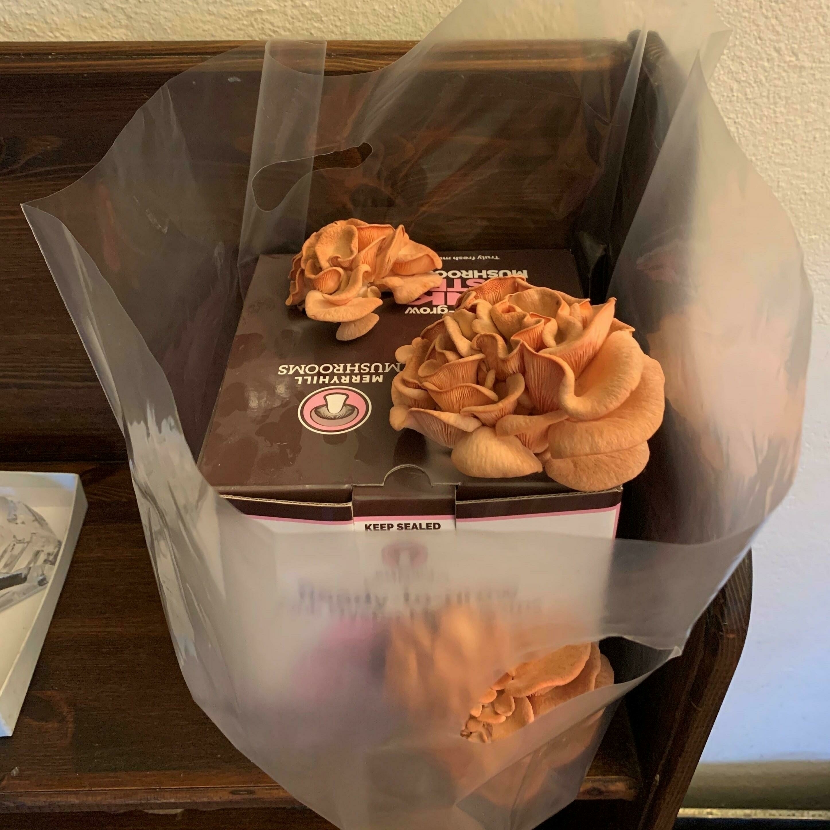 Carrier bag mushroom growing method