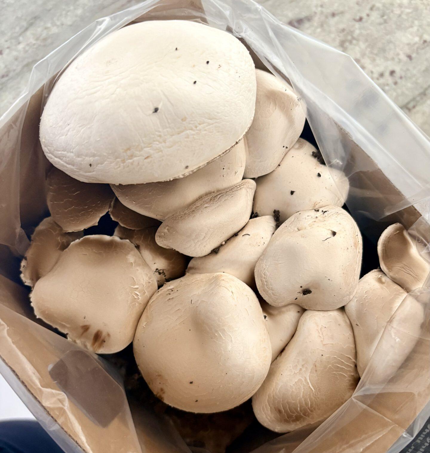 Large crop growing out of a merryhill mushrooms white mushroom growing kit