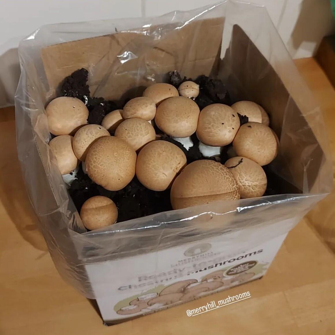 Healthy compact mushroom growth from a well-placed kit with good airflow