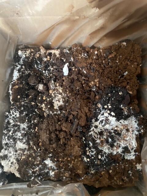 A spent mushroom growing kit block that has finished producing and is ready for composting