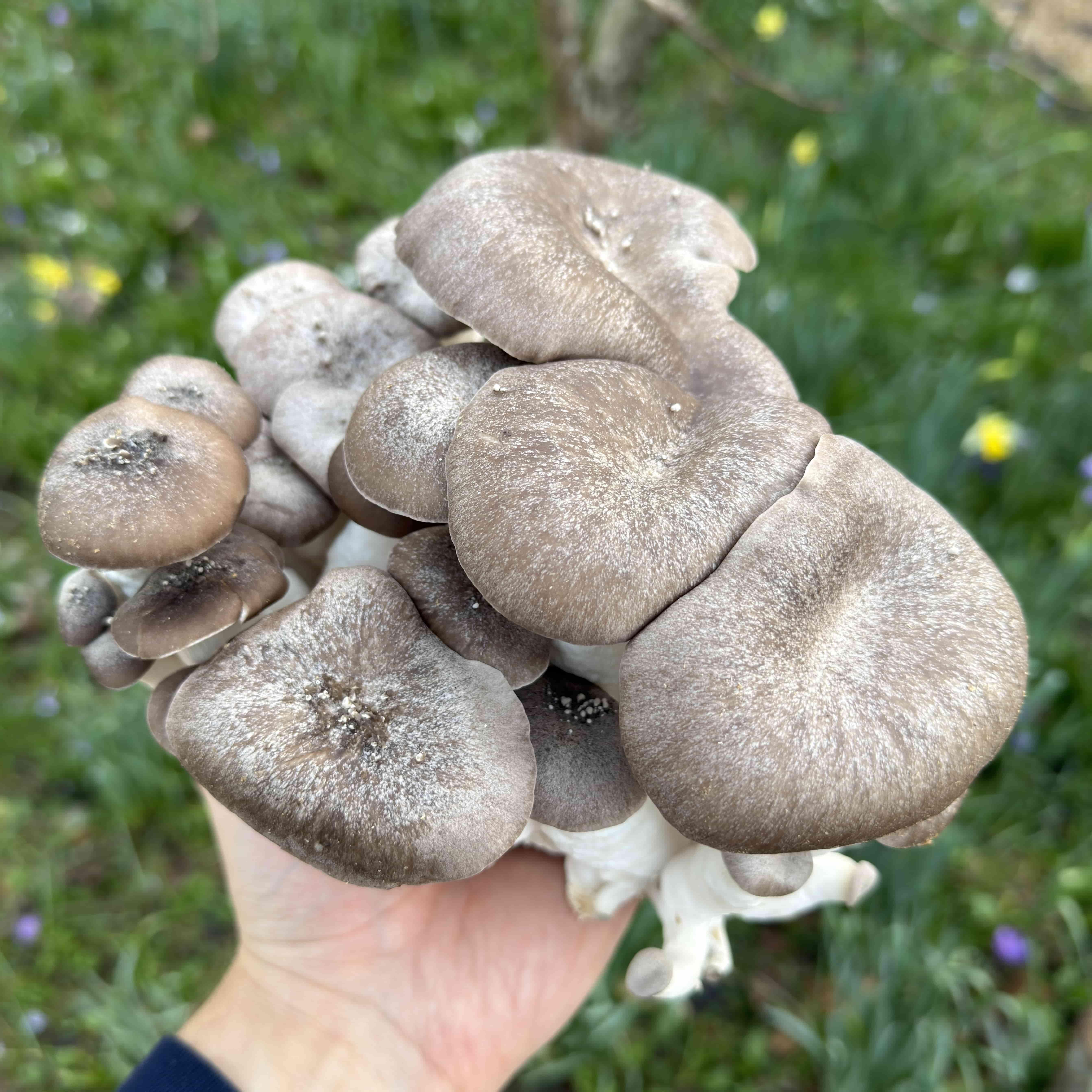 Dense clusters of black pearl mushrooms grown from a merryhill mushrooms grow kit