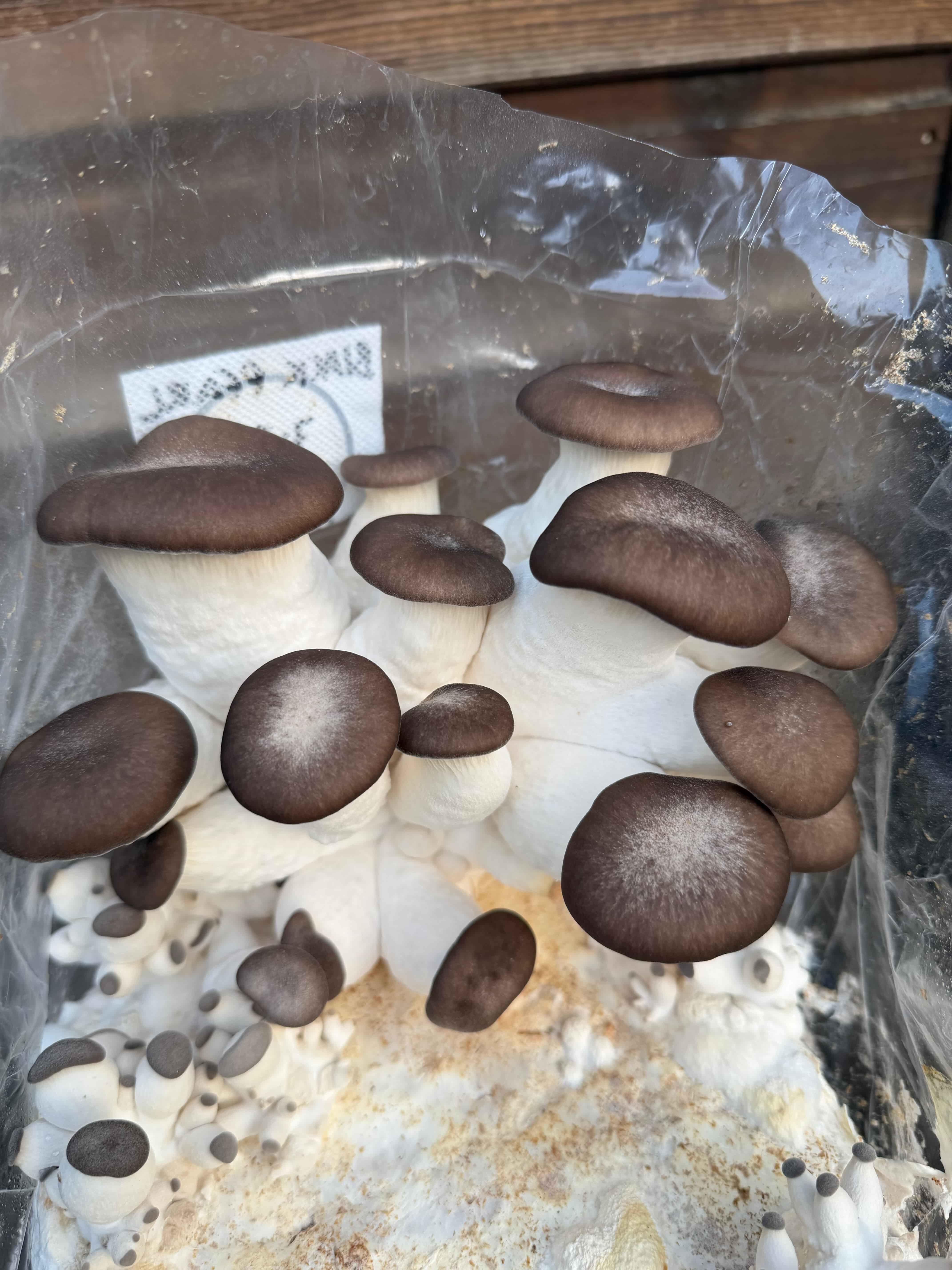 Black Pearl Oyster mushrooms increasing in size