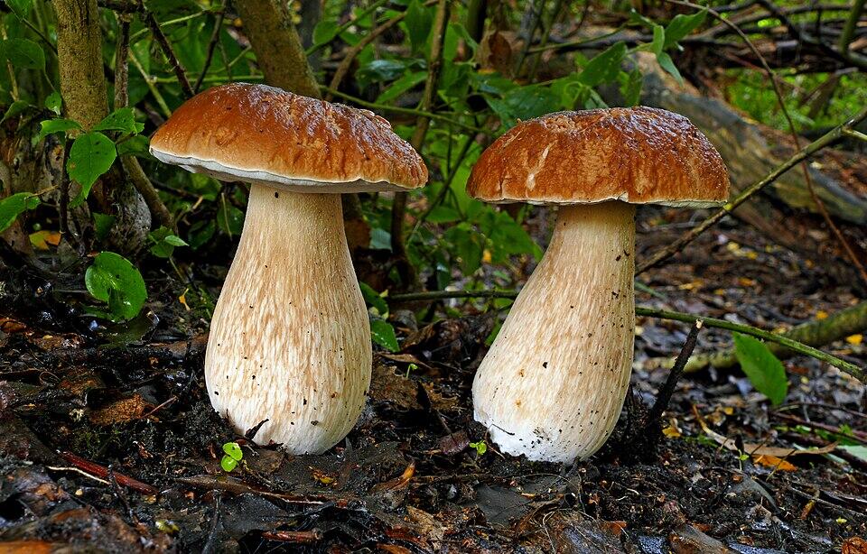Two Porcini Mushrooms side by side in the forest
