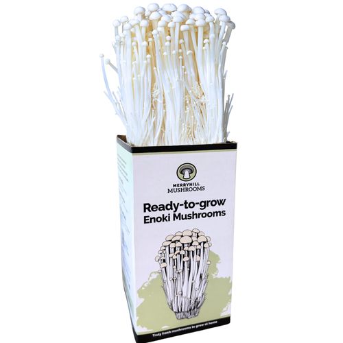 White Enoki Mushroom Growing Kit