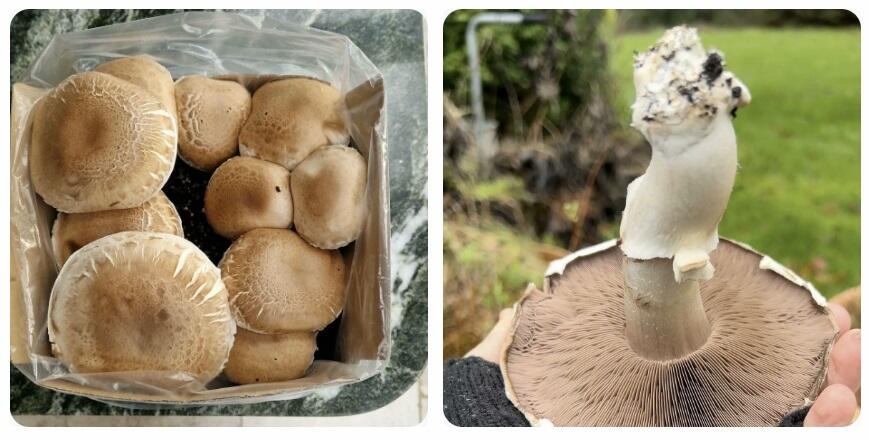 Step by step guide showing how to harvest Chestnut and White mushrooms by twisting individual mushrooms out of the topsoil