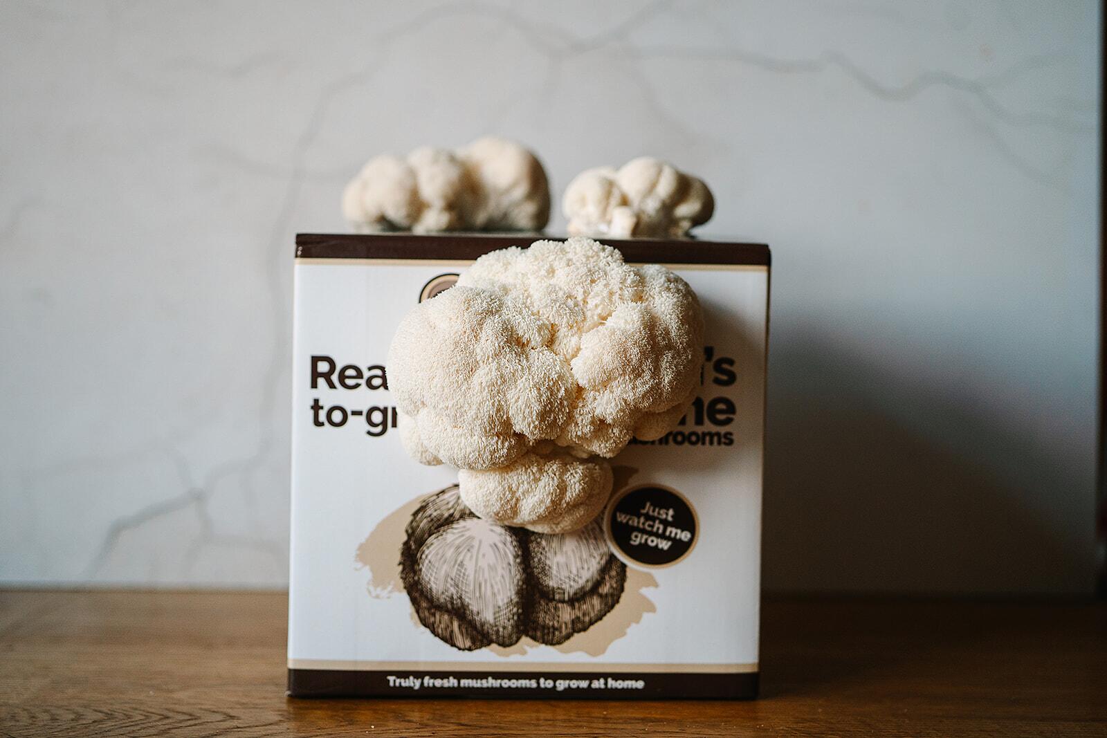 Fresh Lion's Mane mushroom growing kit