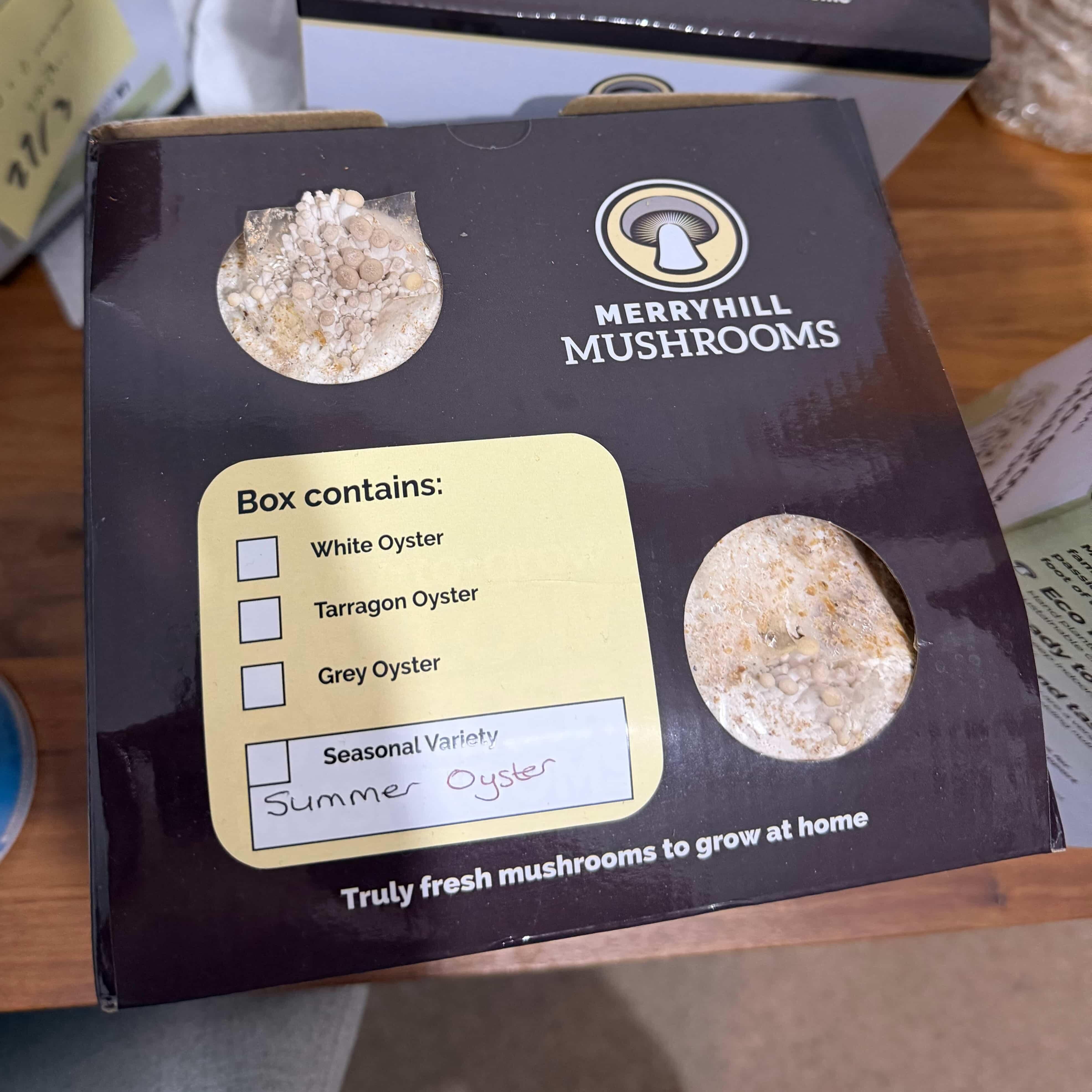 Summer Oyster mushroom kit with pins forming