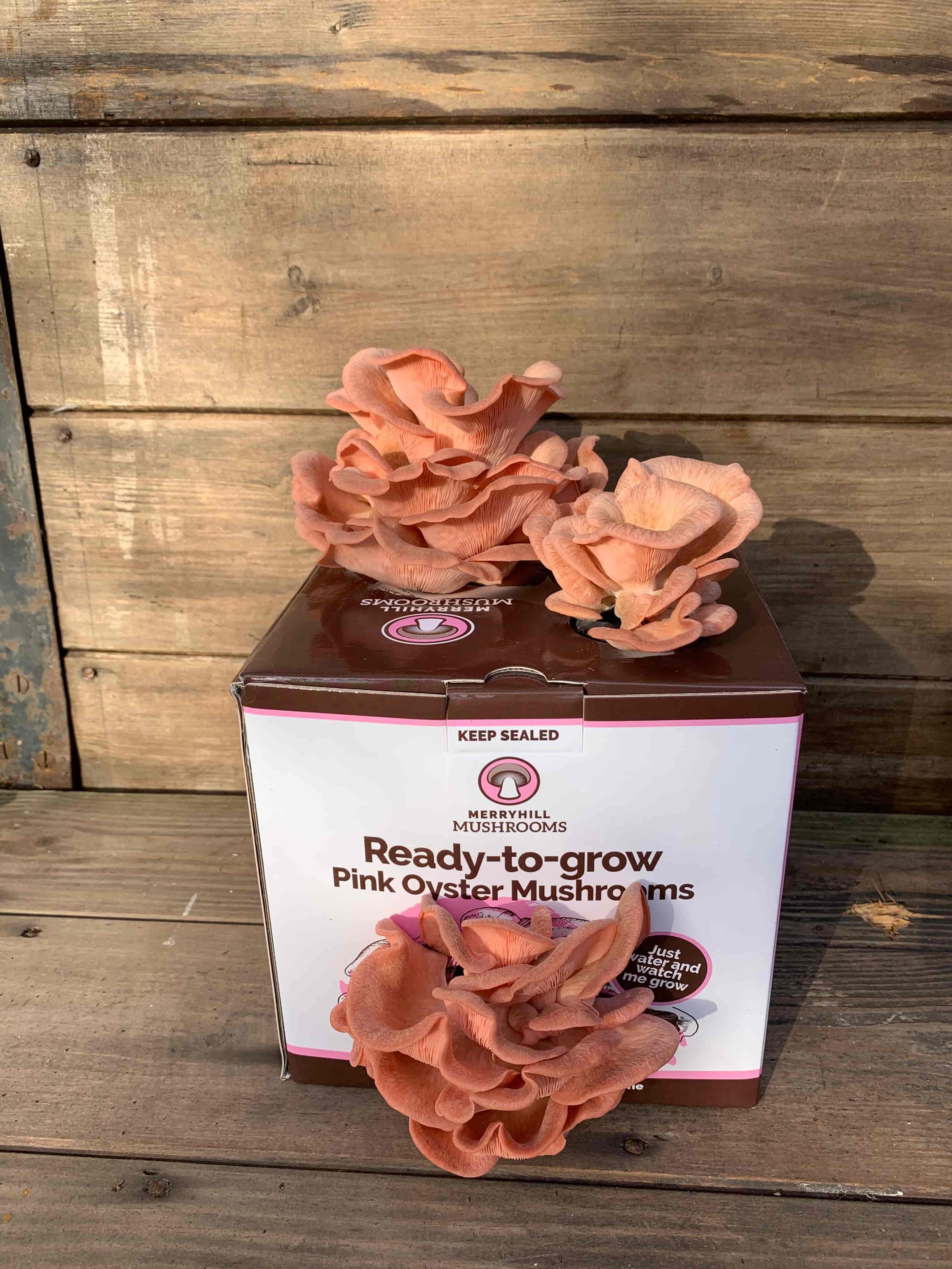 Pink oyster mushroom kit with medium sized clusters
