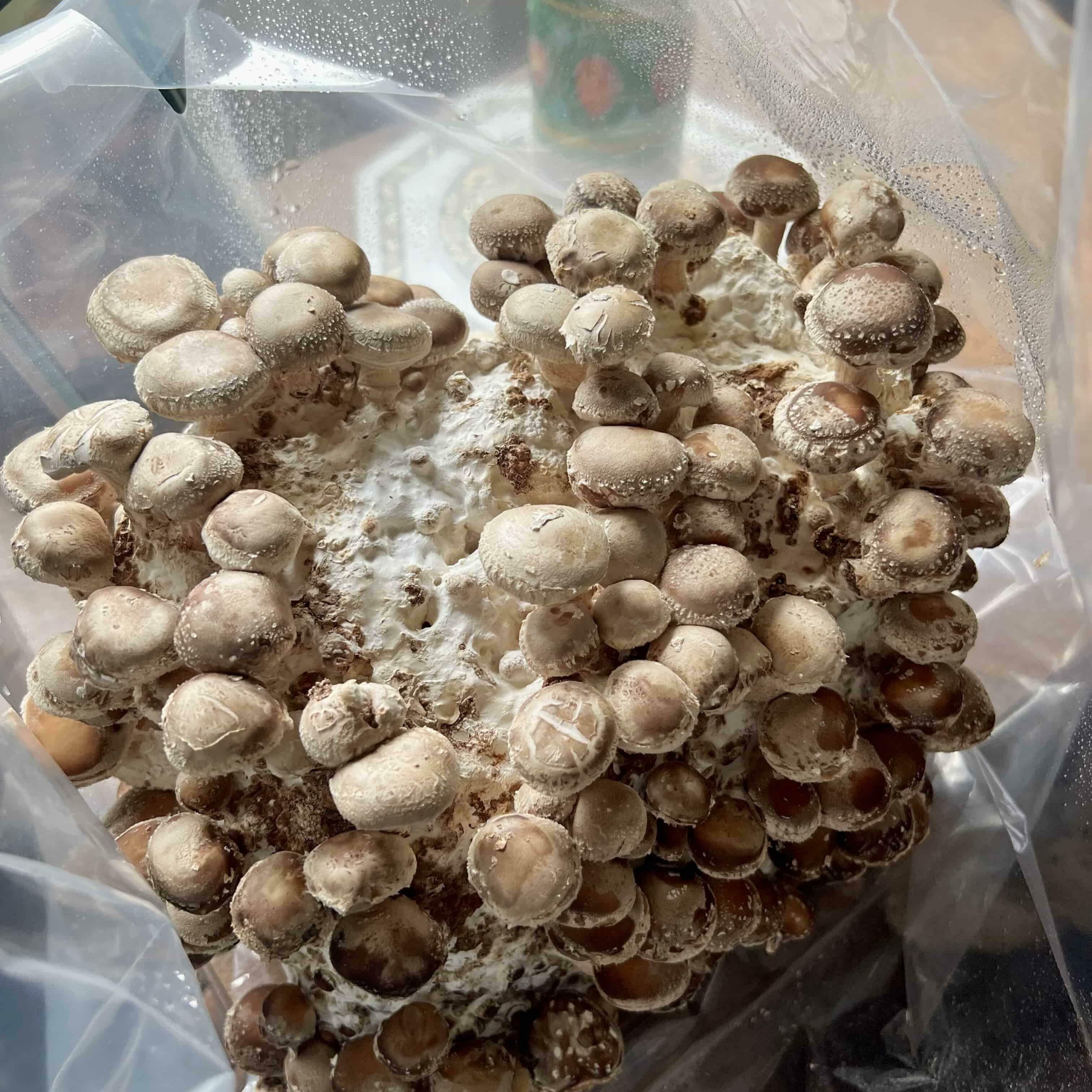 Shiitake Mushroom Growing Kit Instructions