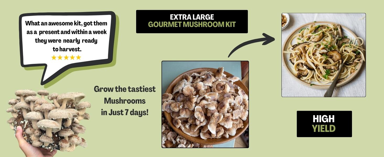 Shiitake Mushroom Growing Kit Marketing Banner