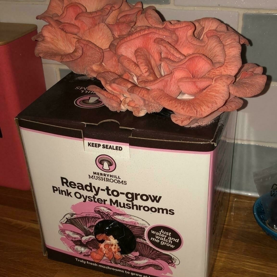 Healthy mushroom growth