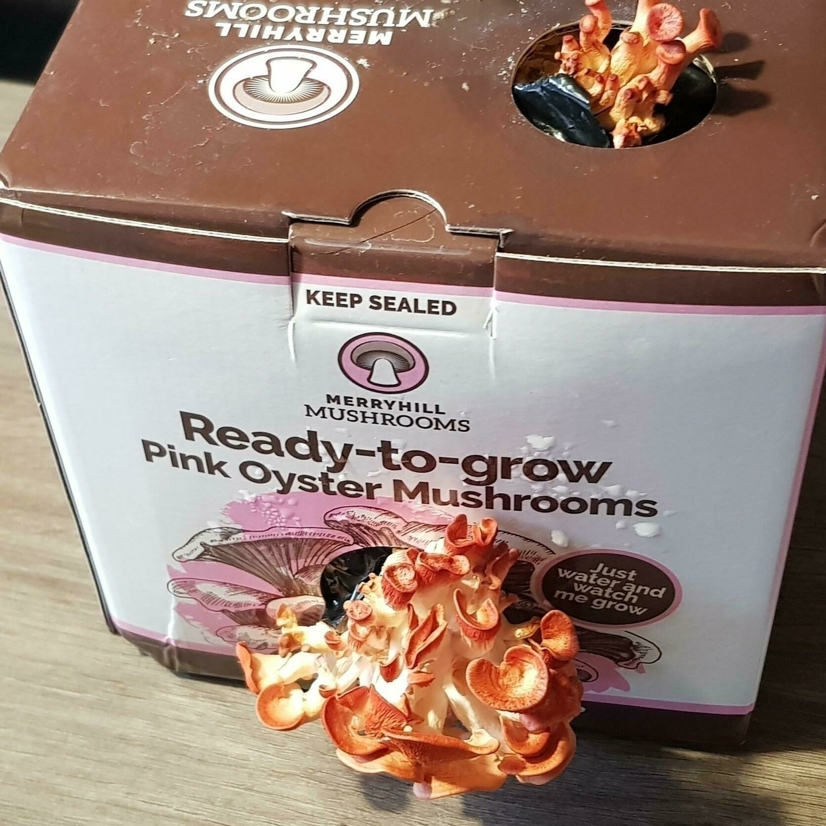 Wilting mushrooms