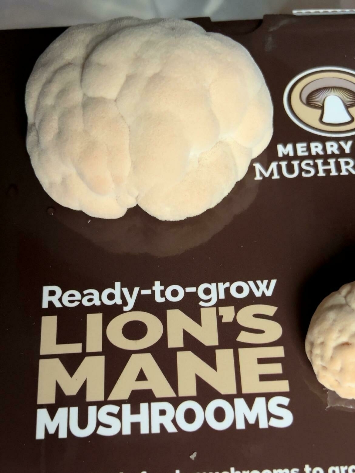 Lion's Mane Growth