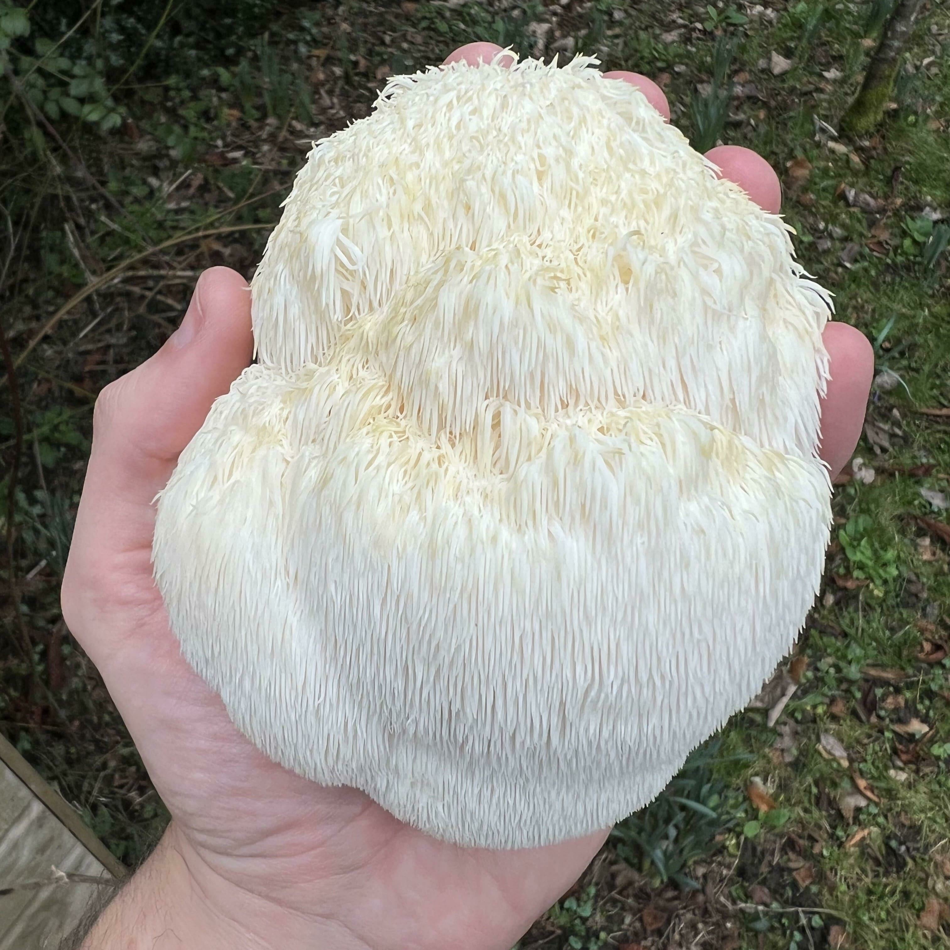 Lion's Mane Ready