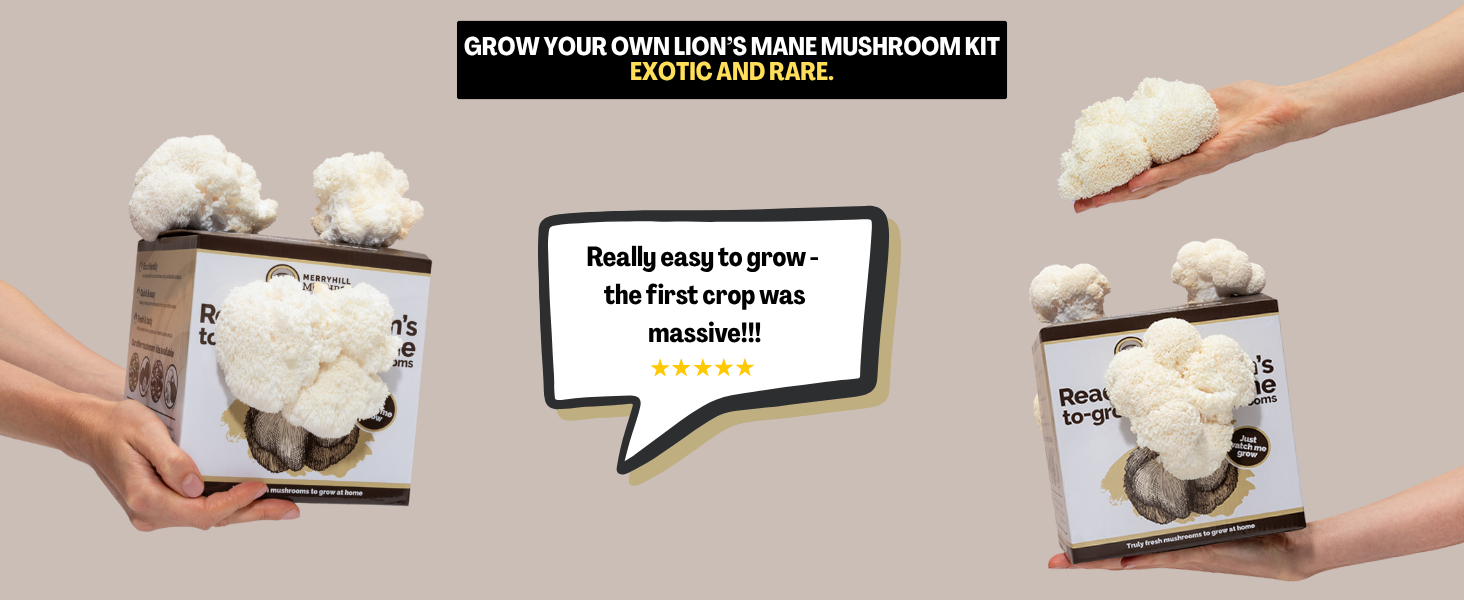 Lion's Mane Mushroom Growing Kits