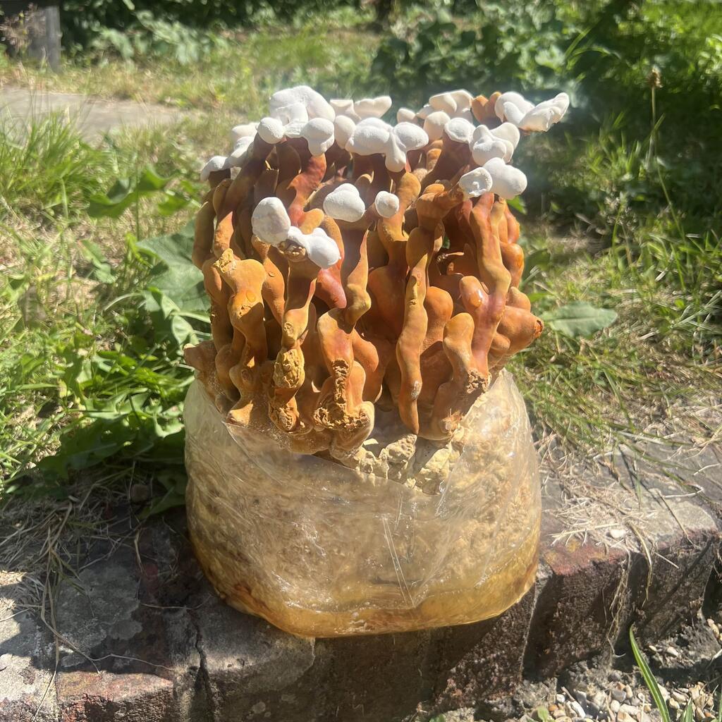 Reishi Tea Benefits