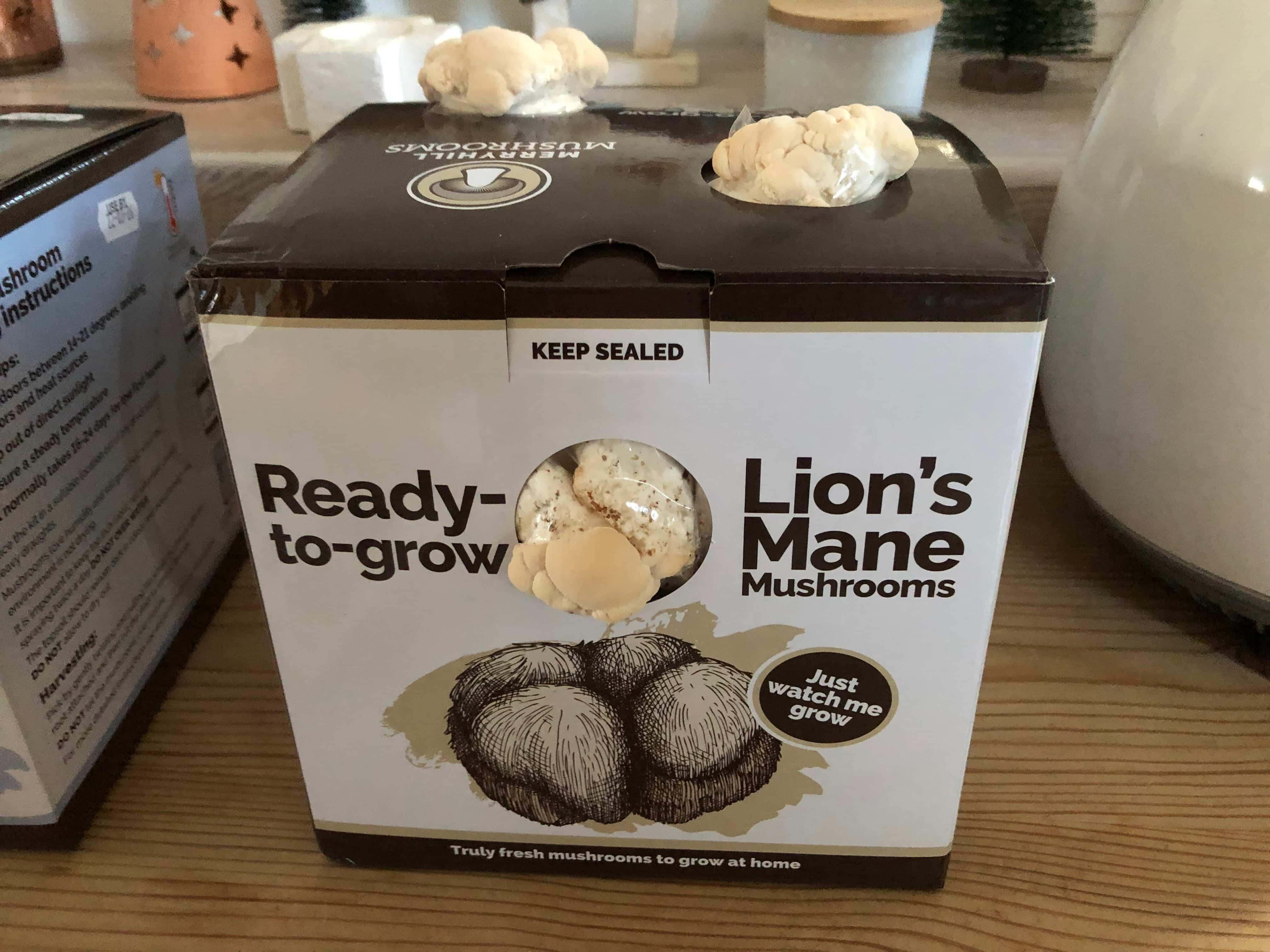 Lion's Mane Mushroom Growing Kit