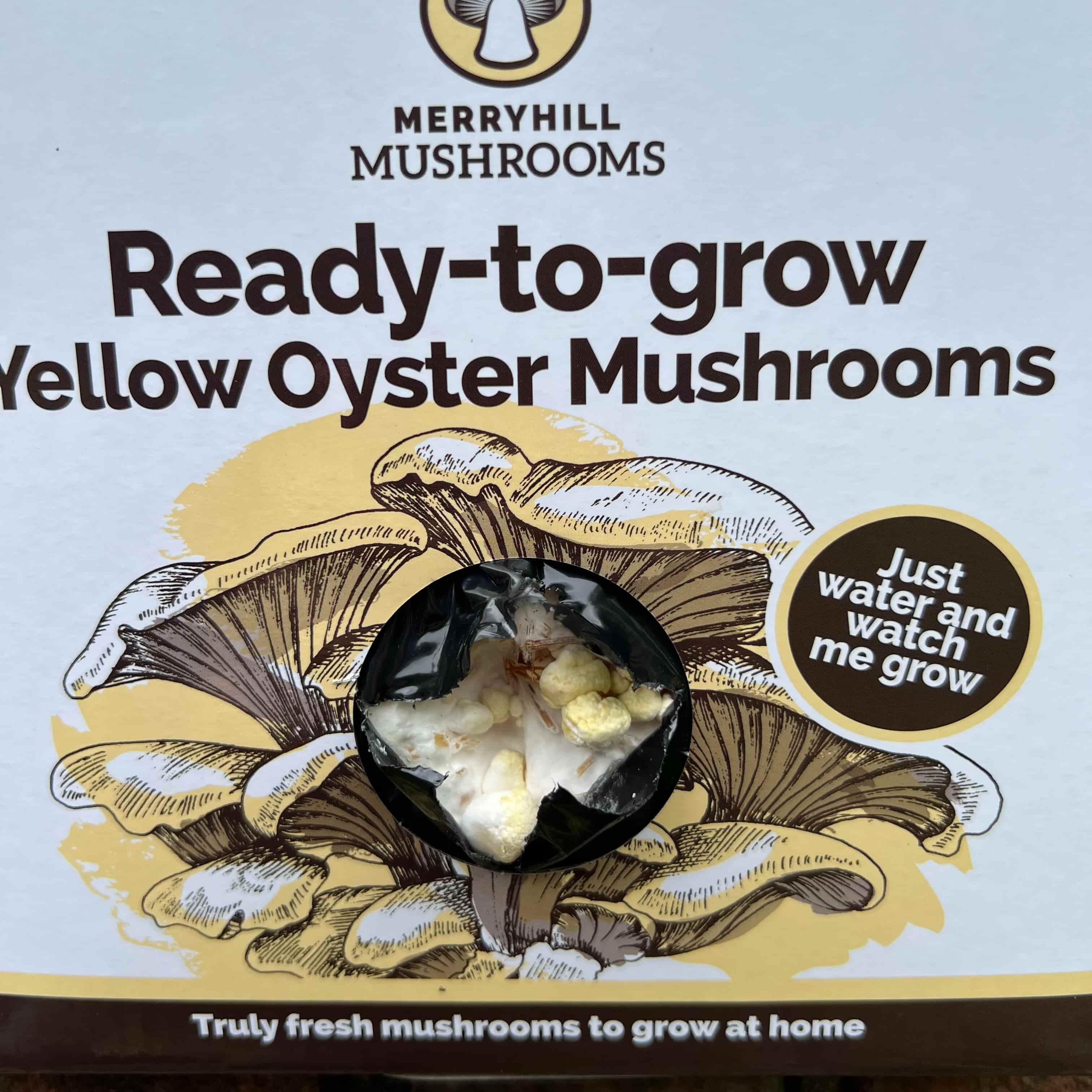 A fully colonised mushroom growing kit block showing white mycelium throughout the substrate