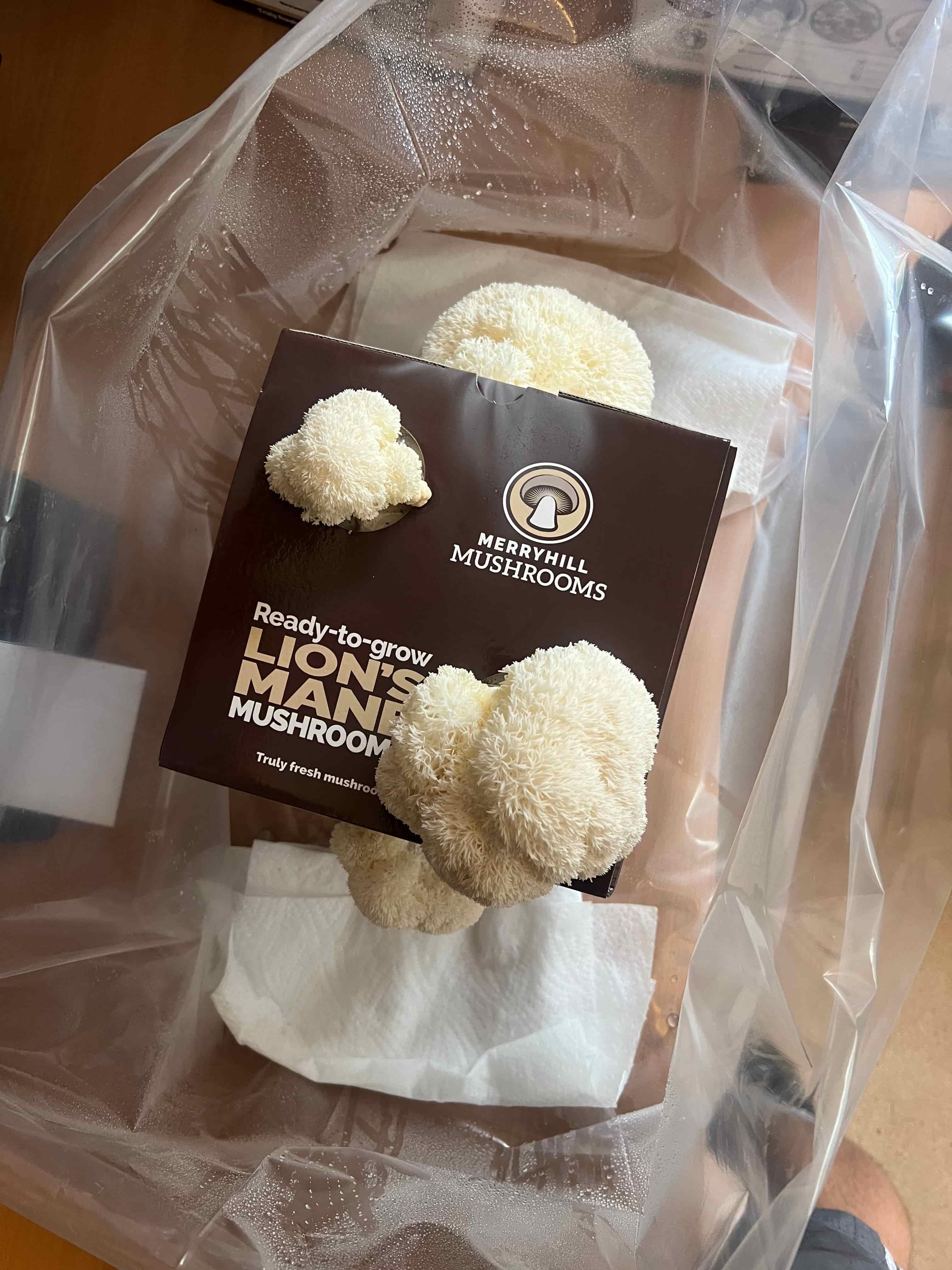 Mushrooms at full harvest size grown from a ready growing kit