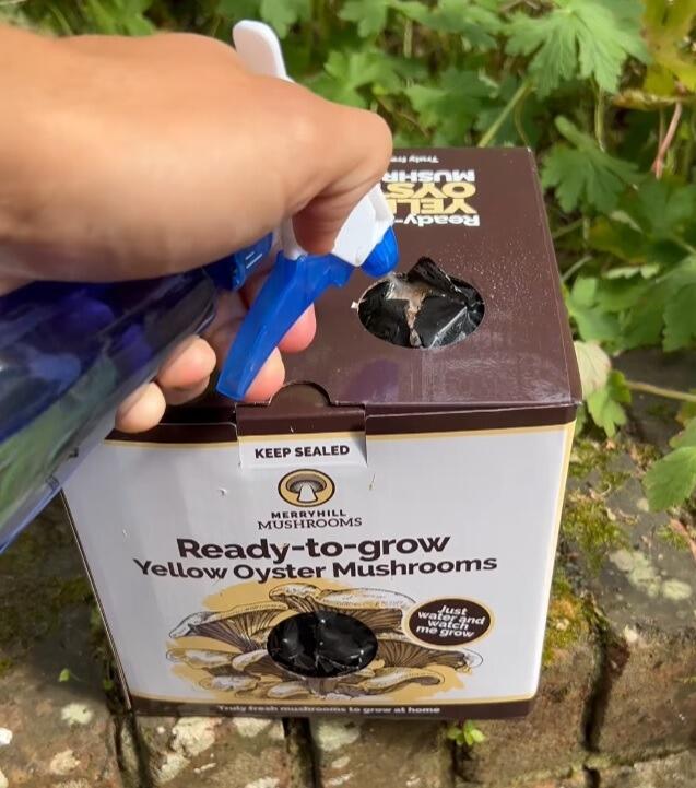 Mushroom Kit Care for Busy People: A 2-Minute Daily Routine That Works