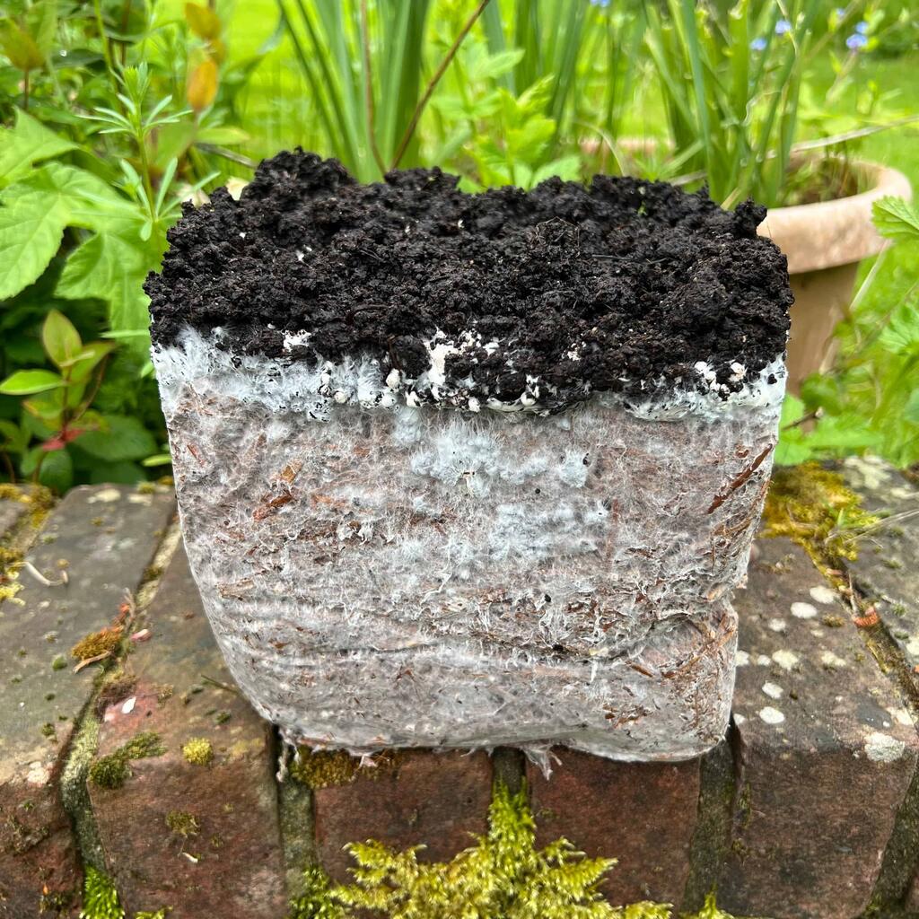 What to do with my used mushroom growing kit, how do I dispose of it?