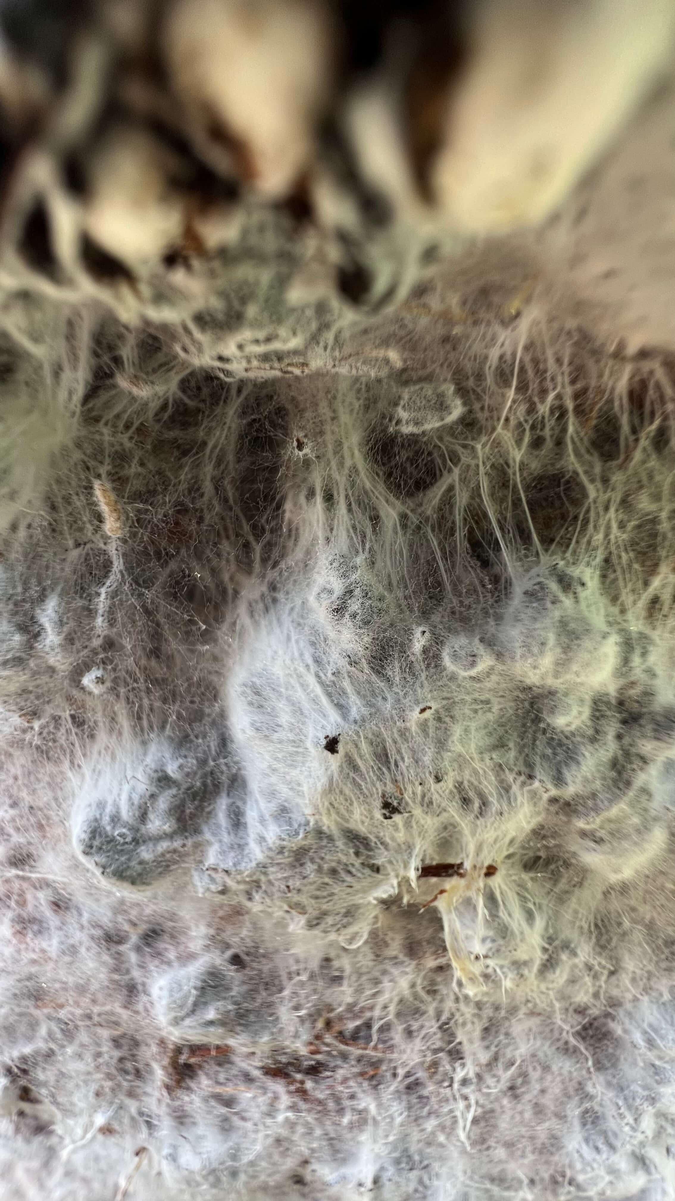 closeup of mycelium web on compost