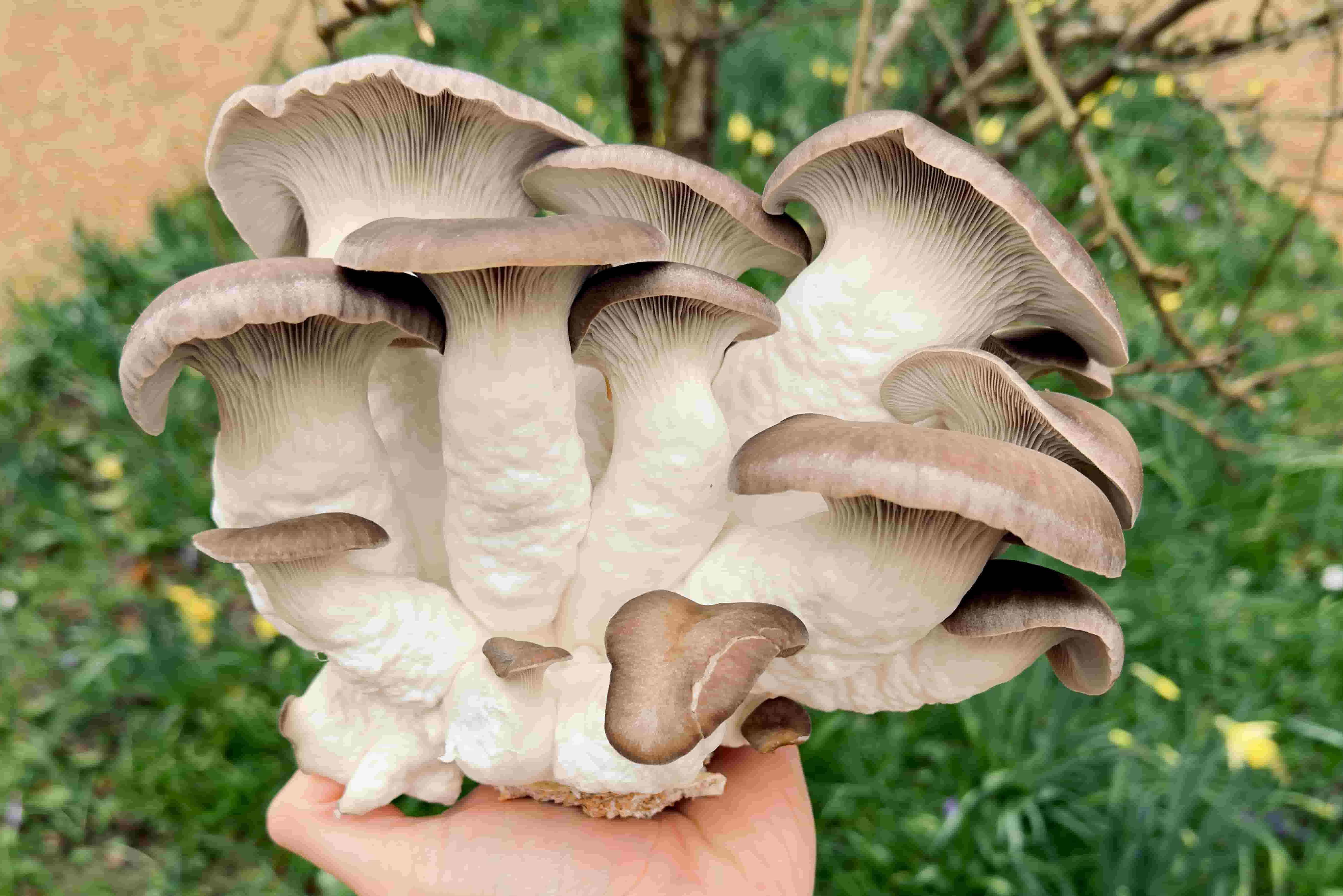 crop of black pearl oyster mushrooms