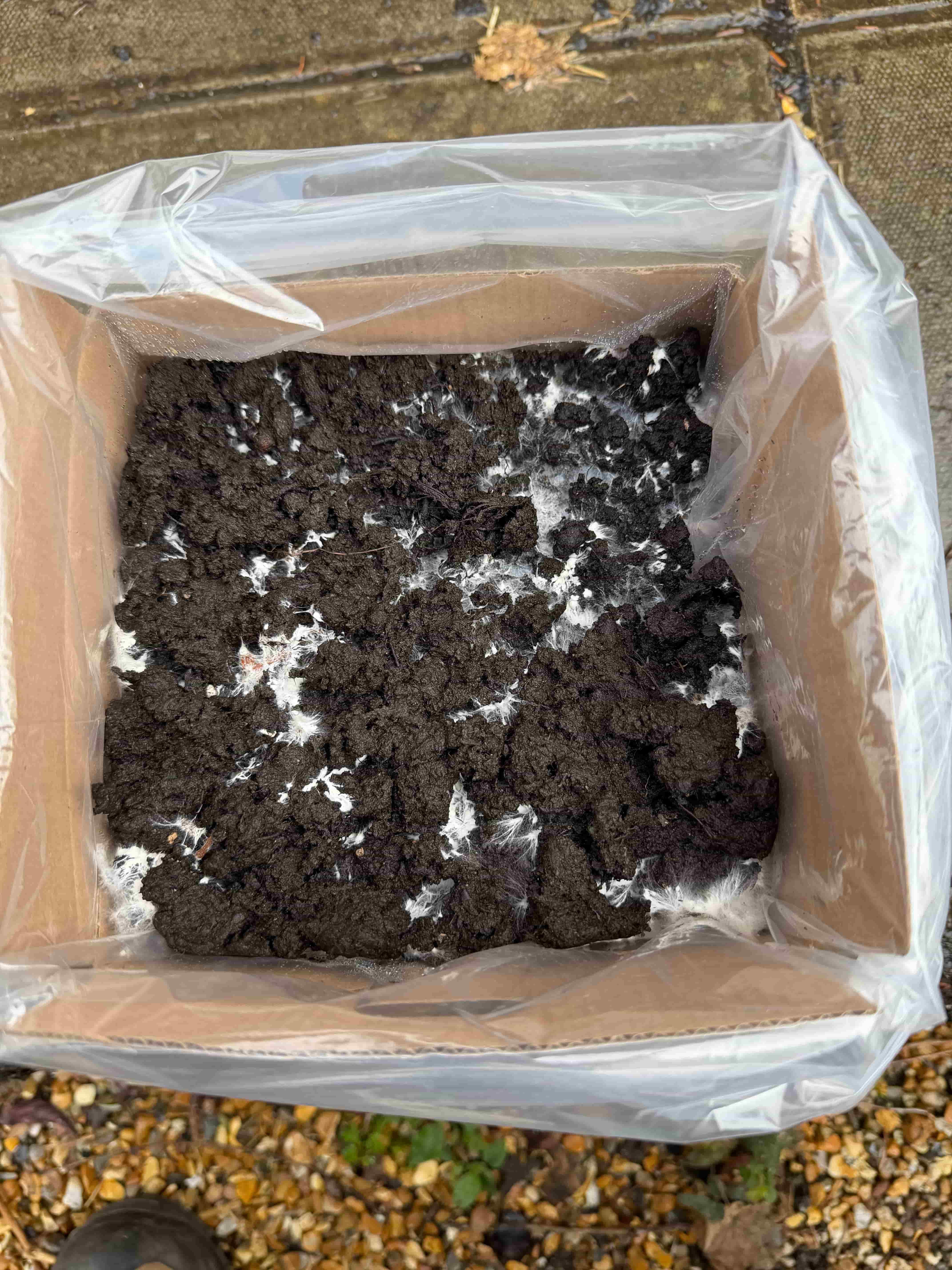 Chestnut and white kit on day 7 with mycelium visible in the topsoil