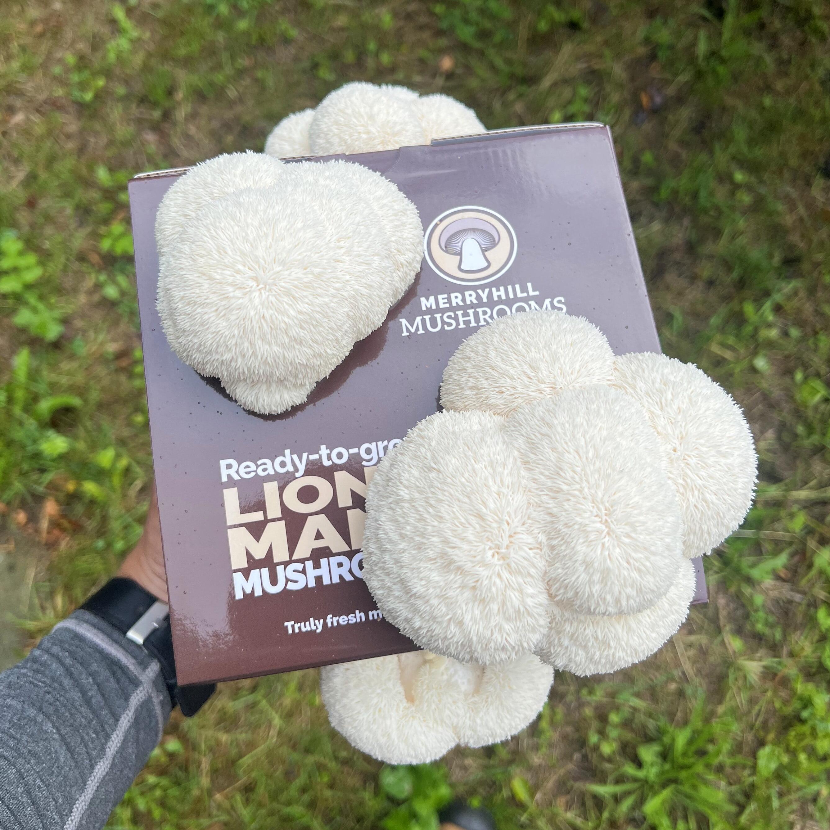Lion's Mane kit with spines beginning to form