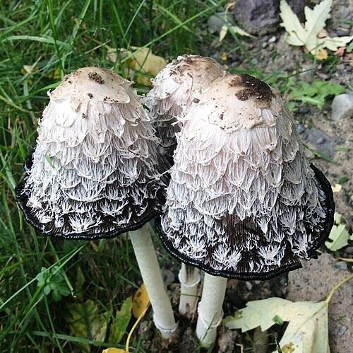 Three Shaggy Ink Cap Mushrooms