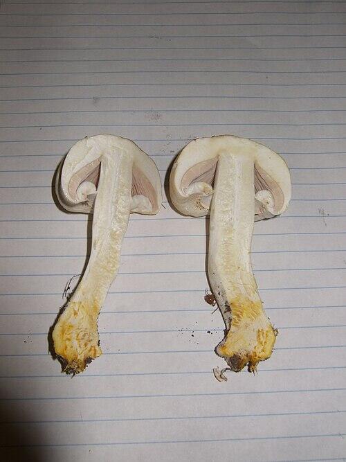 A Yellow Stainer Mushroom sliced in half showing its yellow staining