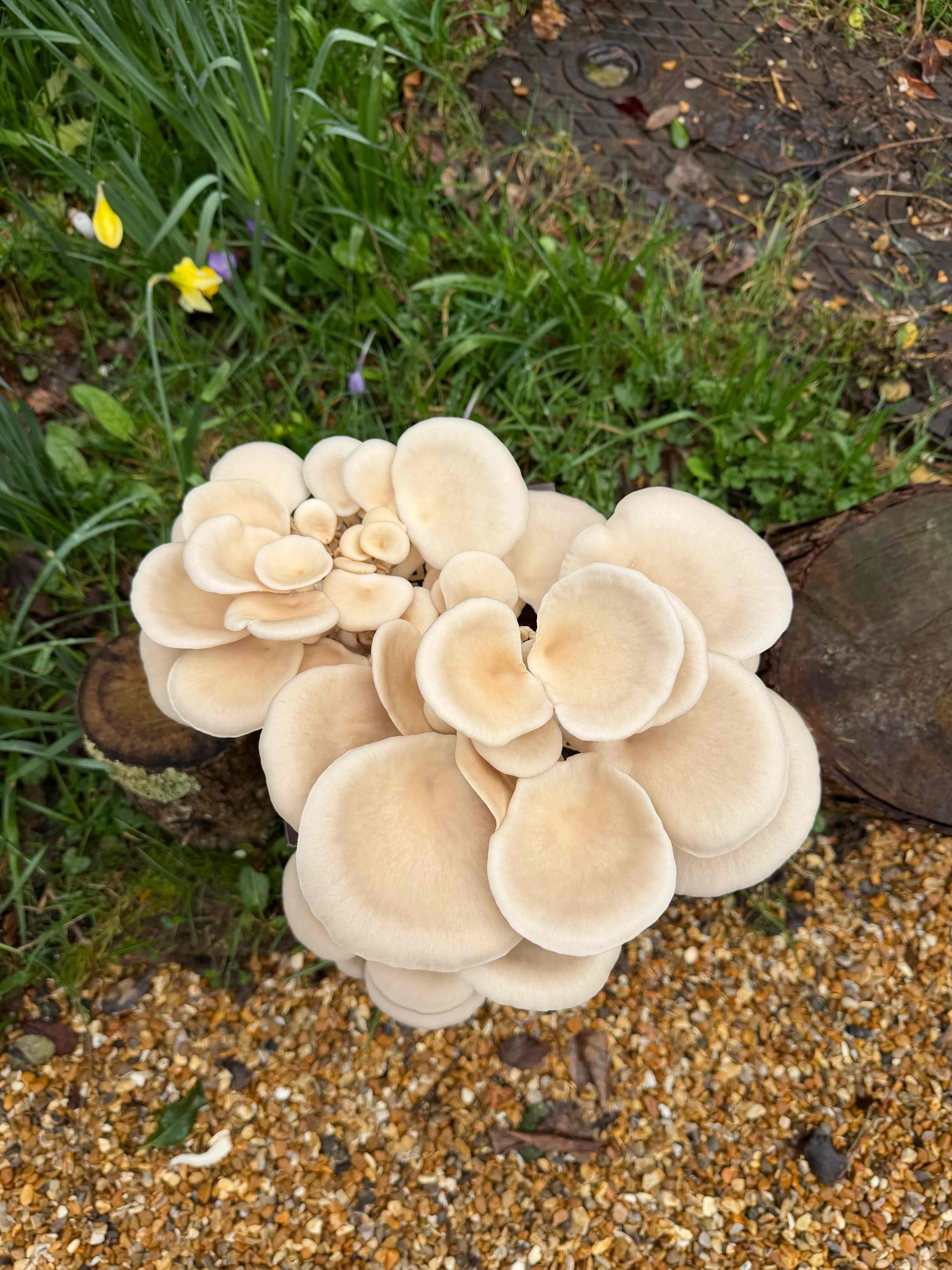 White Oyster Mushroom Growing Kit Top down view