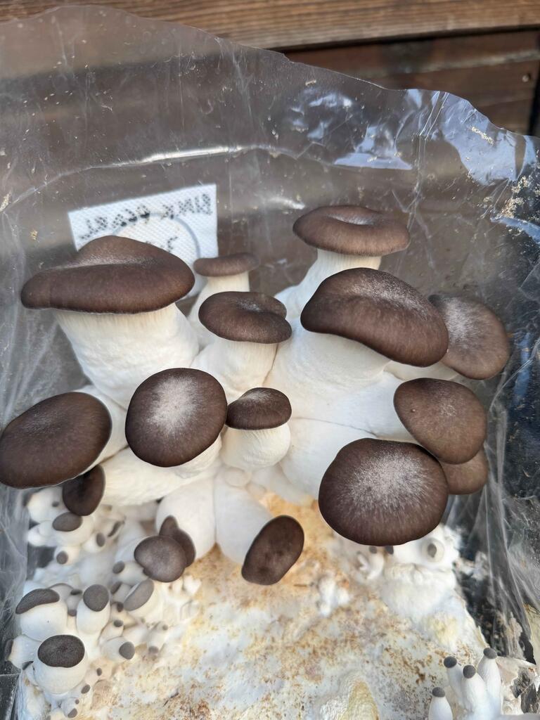 Black Pearl Oyster Misting Routine: How to Keep the Top Surface Moist Without Waterlogging the Log
