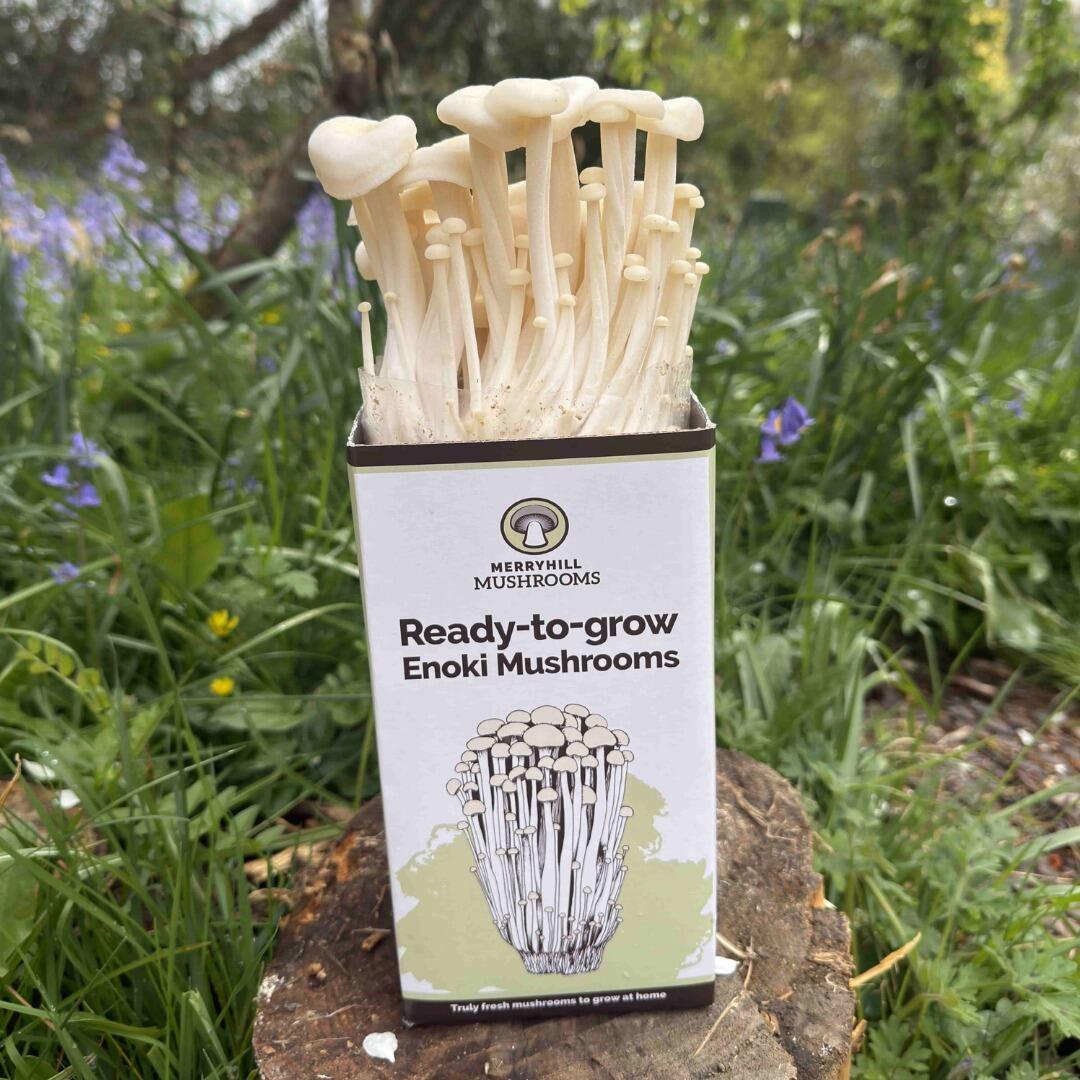 White Enoki Mushroom Growing Kit ready to harvest