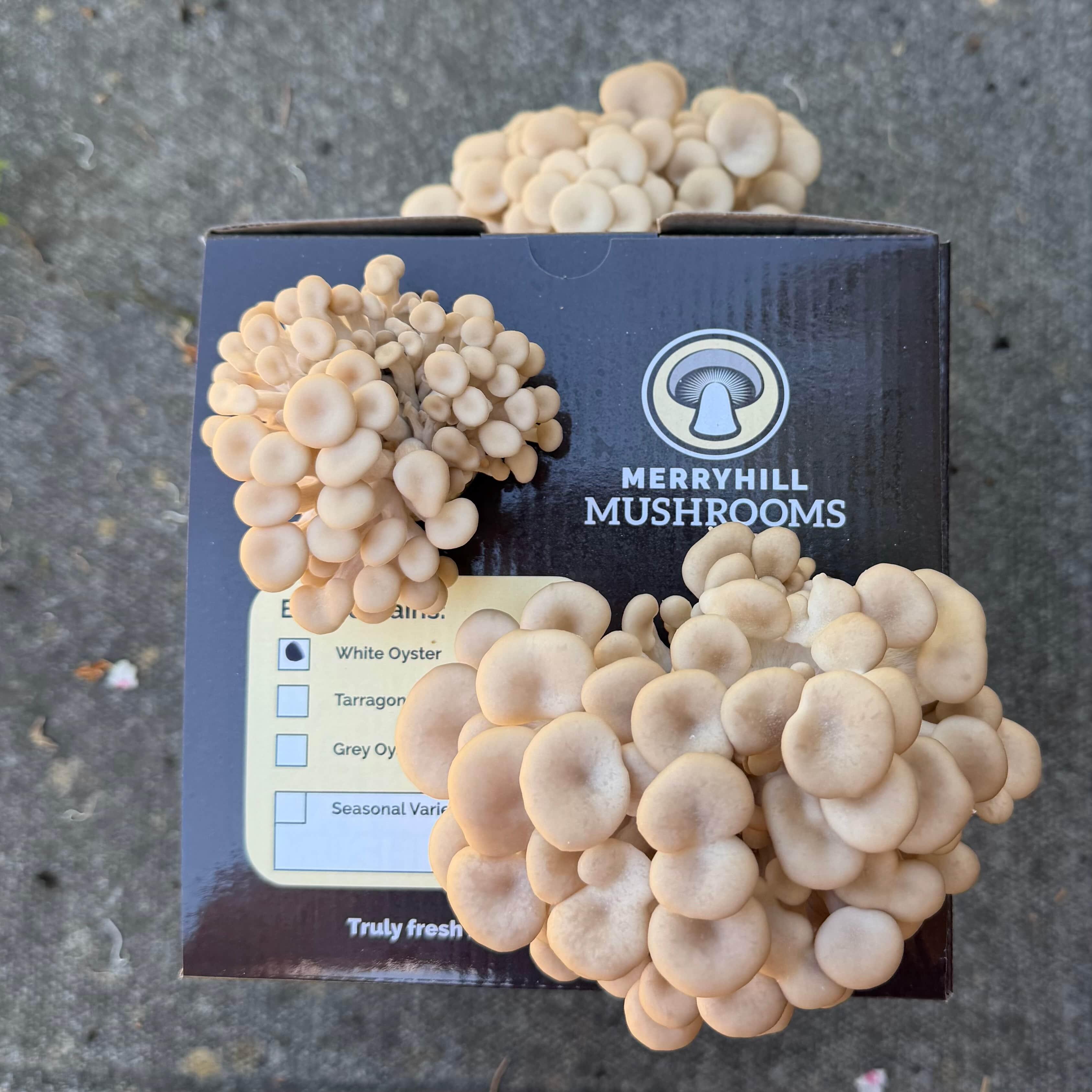 White Oyster mushroom kit with growing clusters