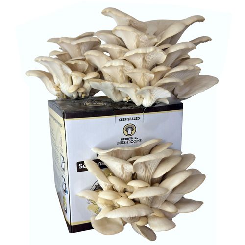 White Oyster Mushroom Growing Kit