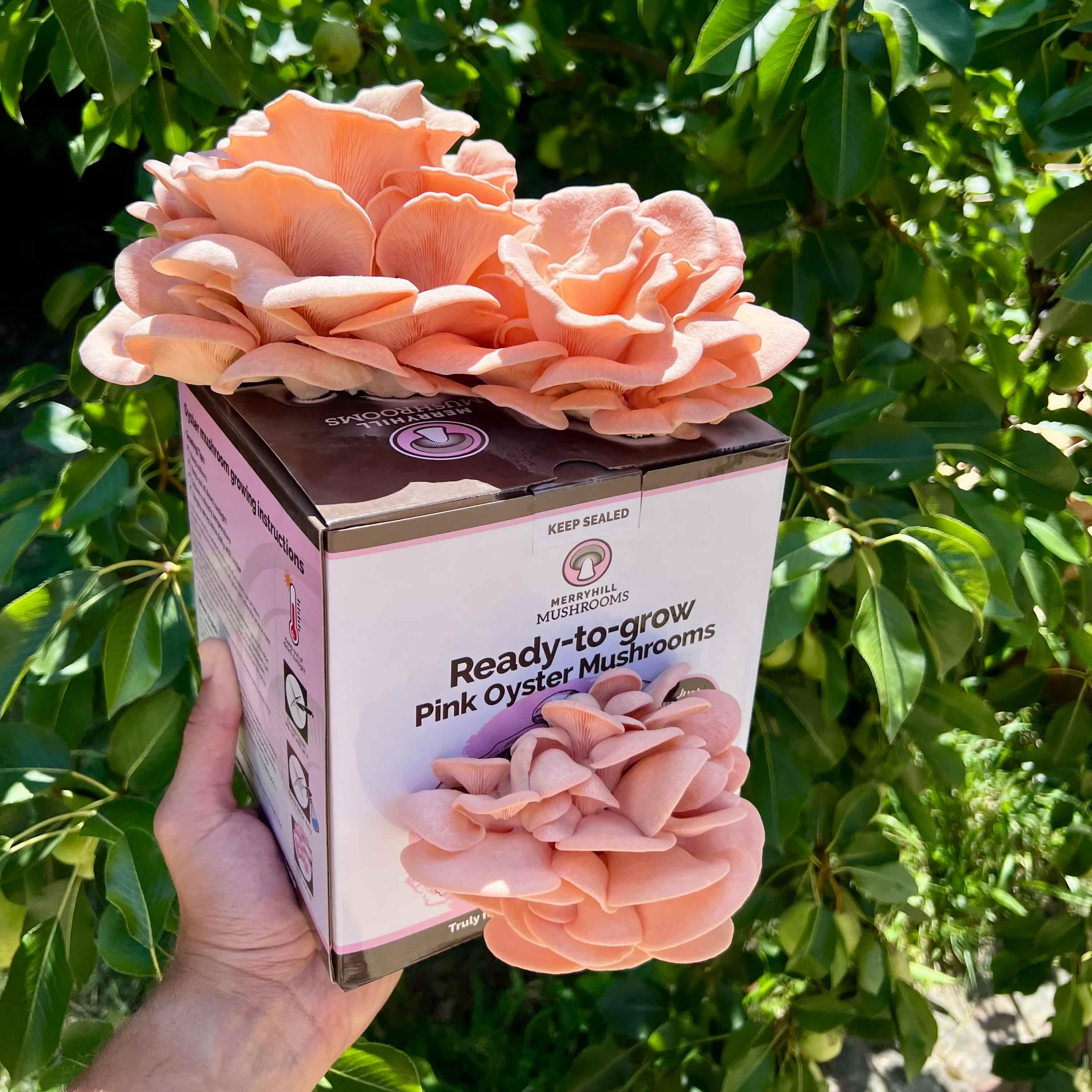 Pink oyster mushroom kit ready to harvest