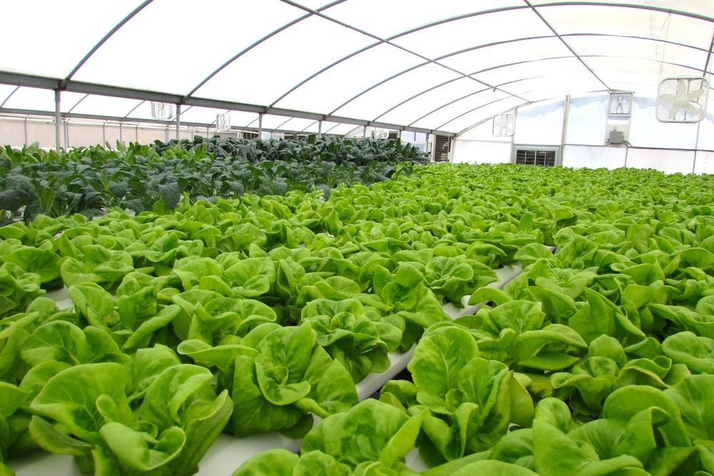 Belgian Lettuce Growers Invest in LED