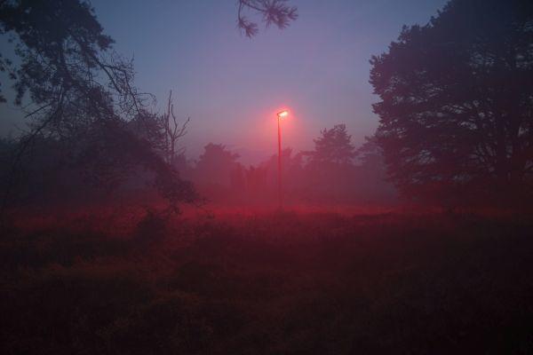 Philips Lighting Develop LED Streetlights that won’t Disturb Bats