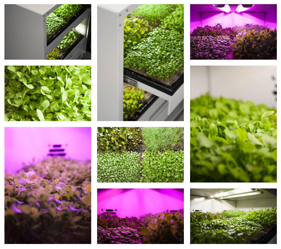 Osram Buys Stake in Grow Box