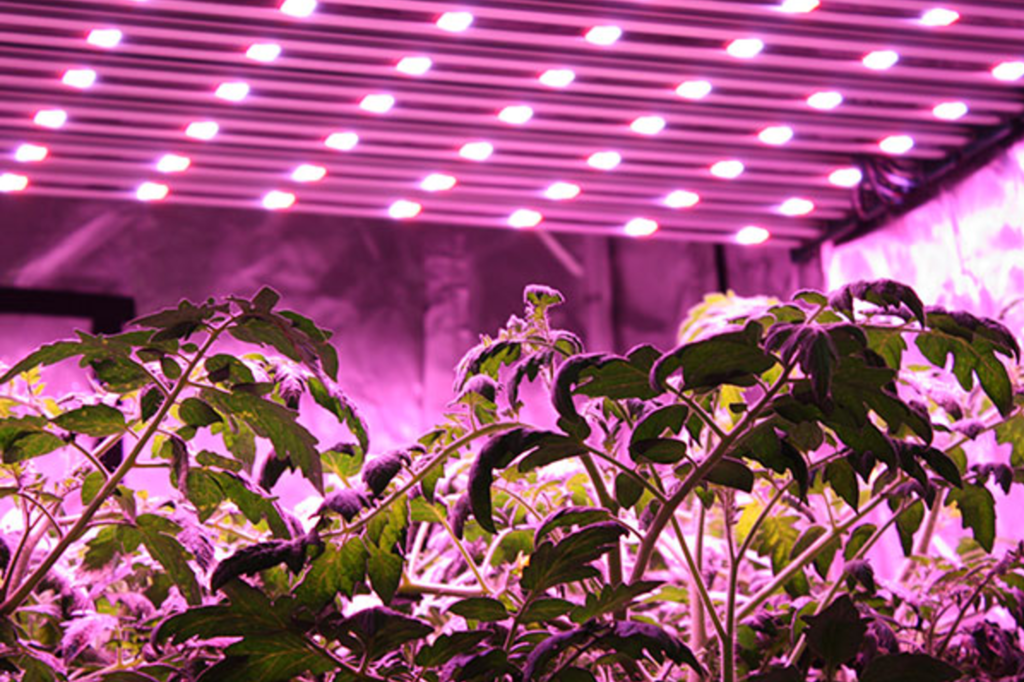 LEDs are Increasing Yields in a Variety of Plants