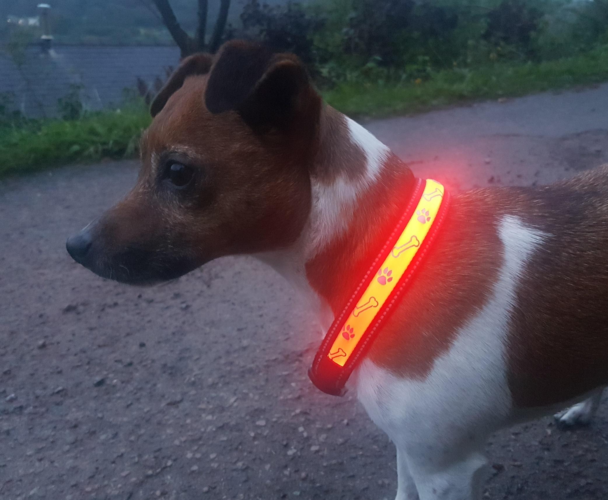 Dog wearing LED collar