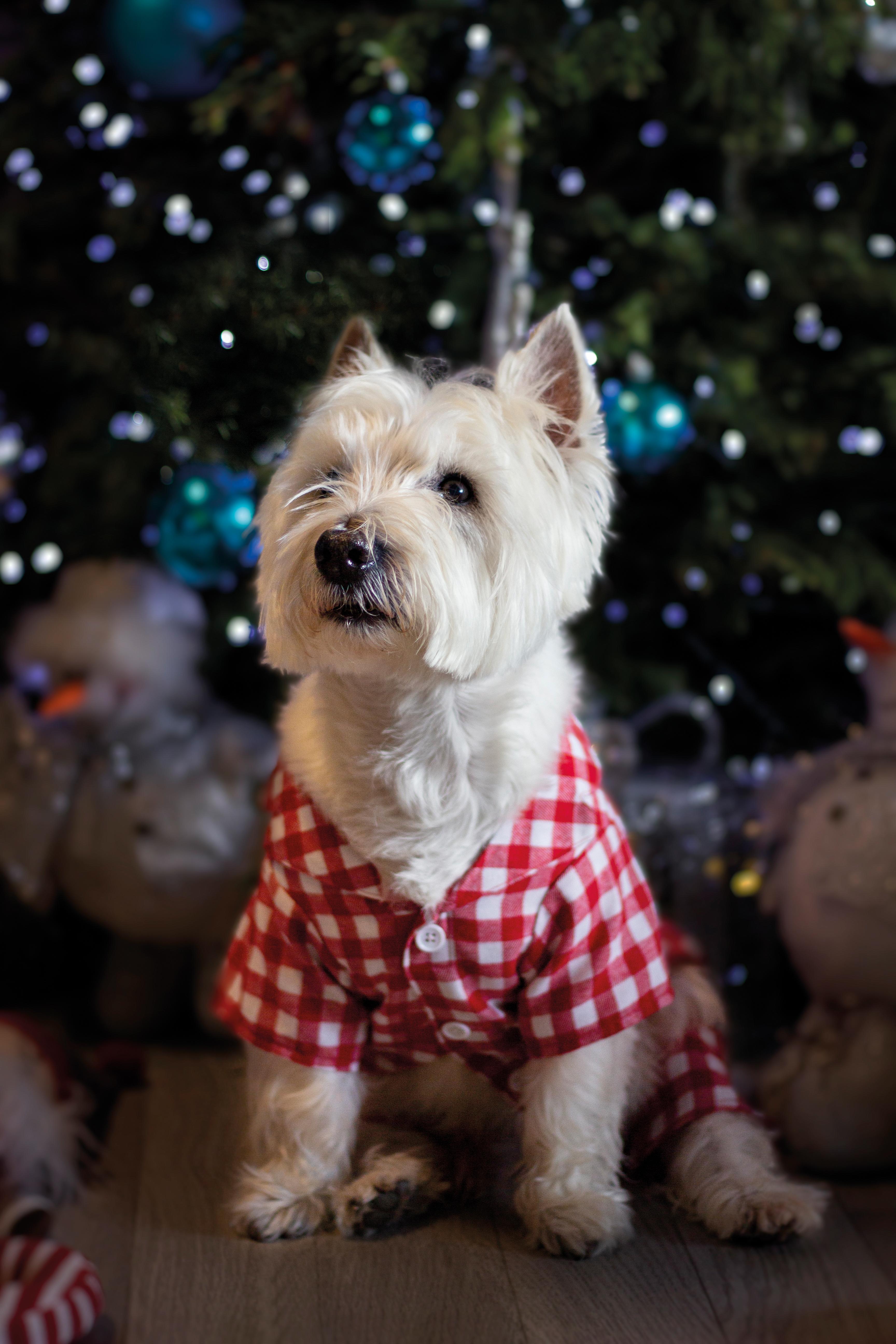 Rosewood Gingham Dog Pyjamas