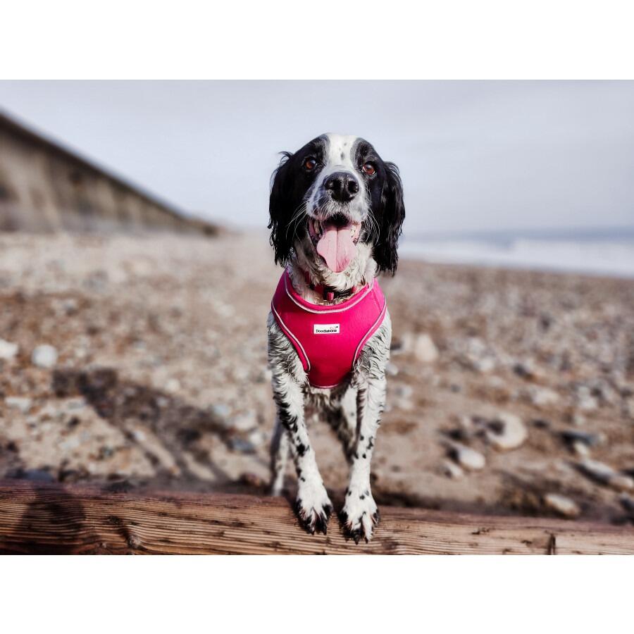 Doodlebone Originals Snappy Harness Fuschia Pink