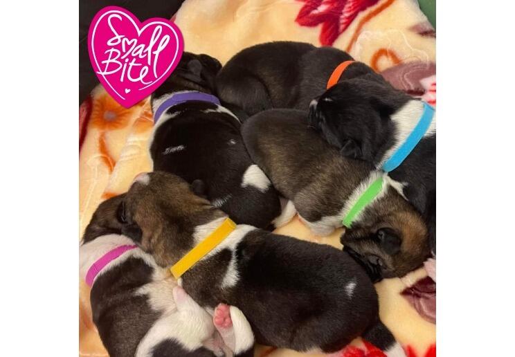 Ancol Whelping collars for Puppies