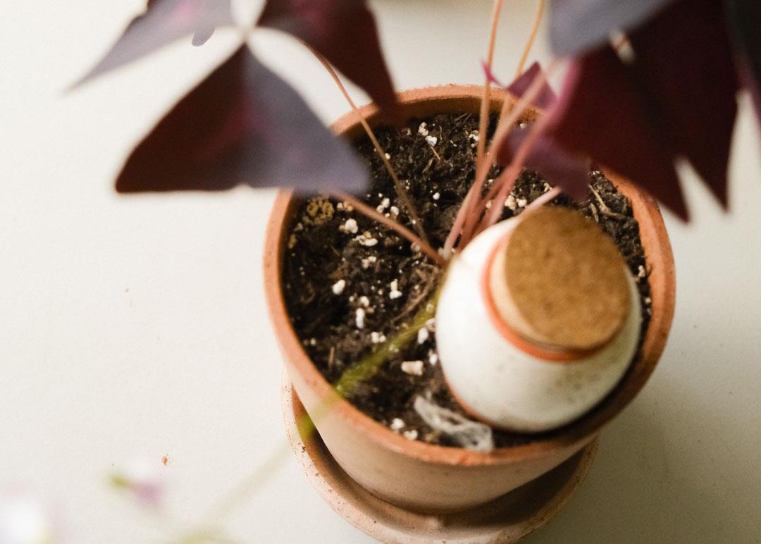 House Plants & Plant Pots at Albert & Moo