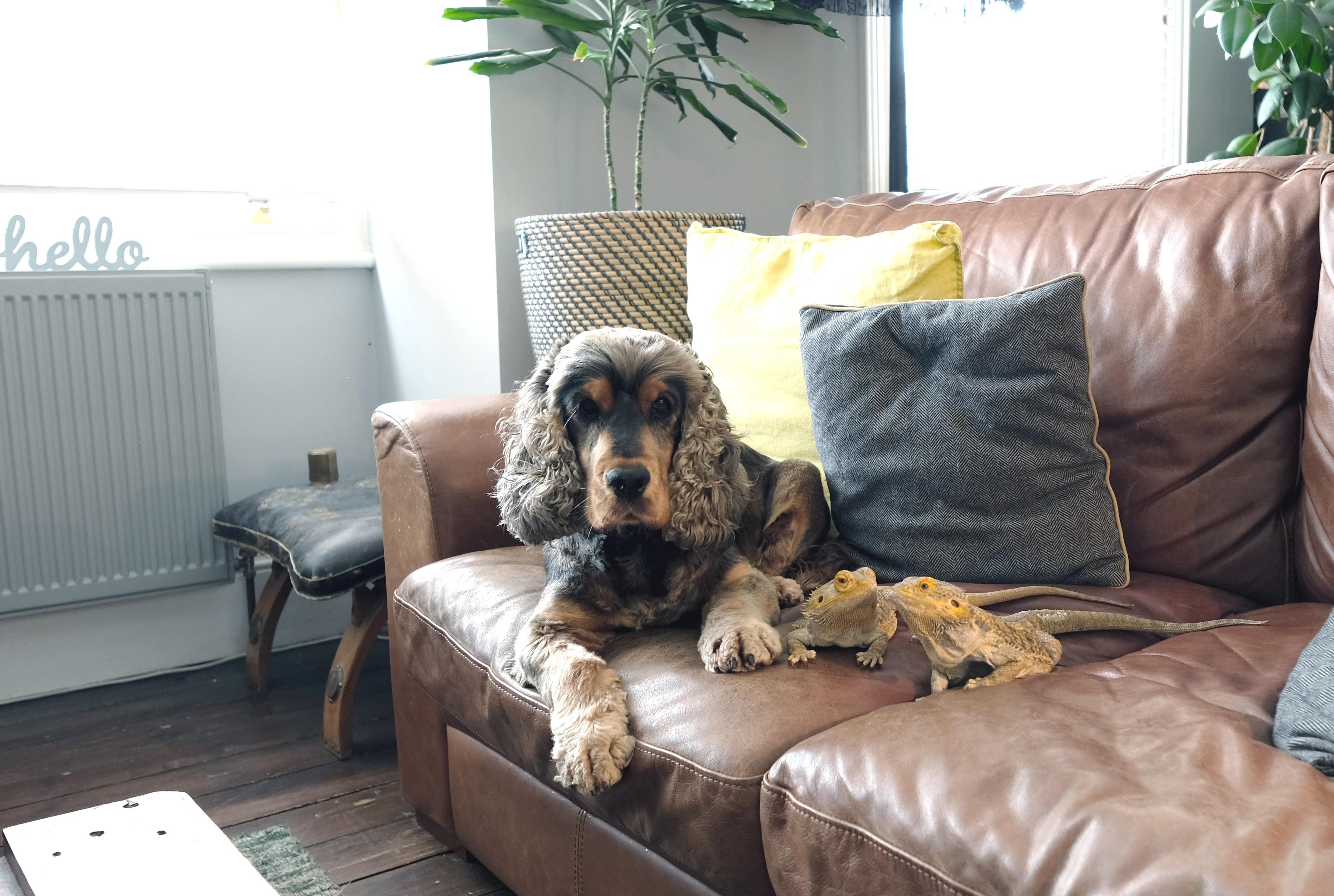 Introducing the Albert & Moo pets for #nationalpetday