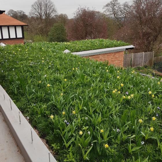 Daffodils and spring flowers on a roof