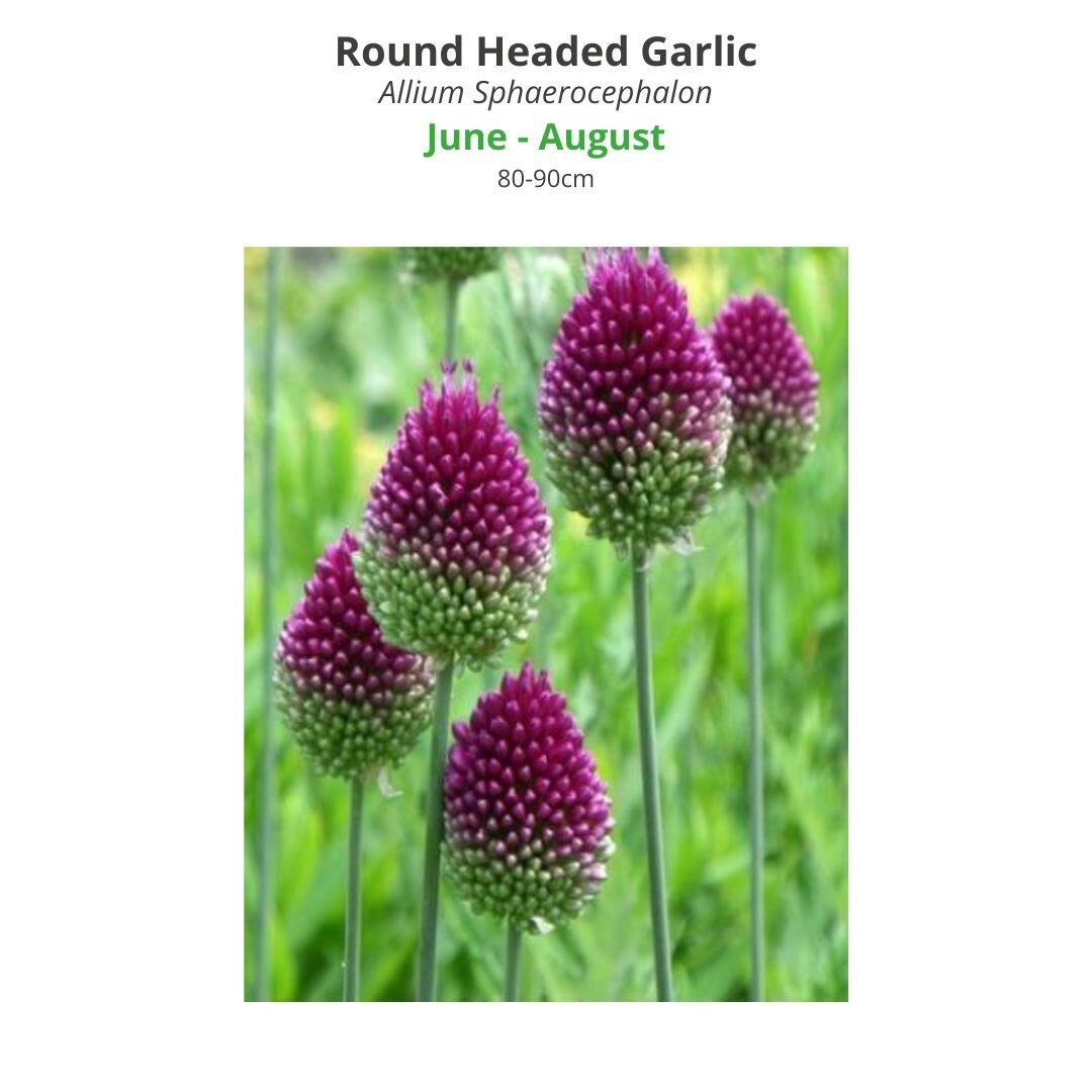 Round Headed Garlic