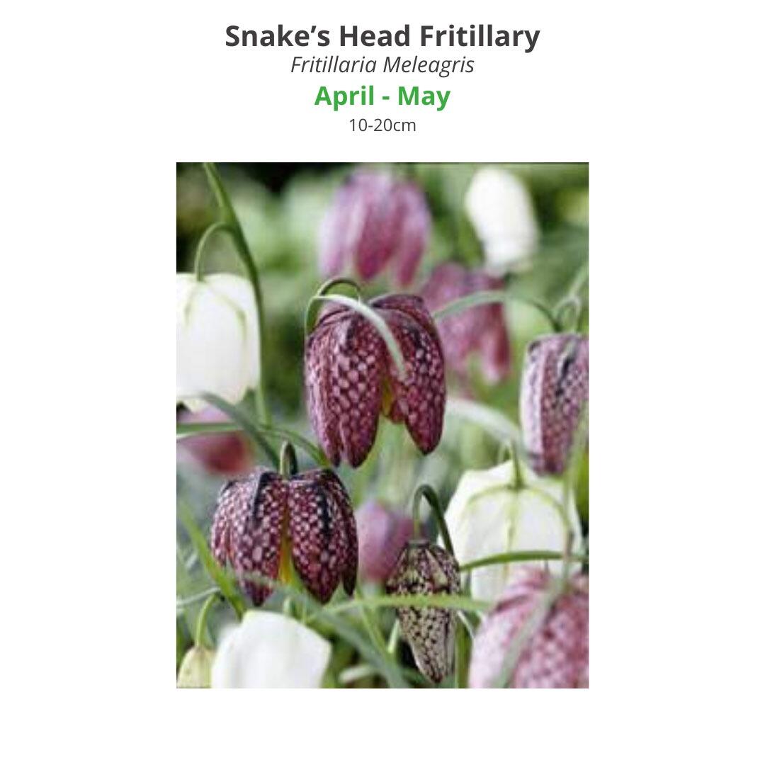 Snake's Head Fritillary